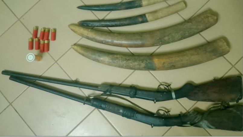 Trafic d’ivoire à Mitzic : quatre personnes condamnées par le Tribunal spécial de Libreville